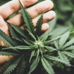 Easy steps to growing the best weeds strains