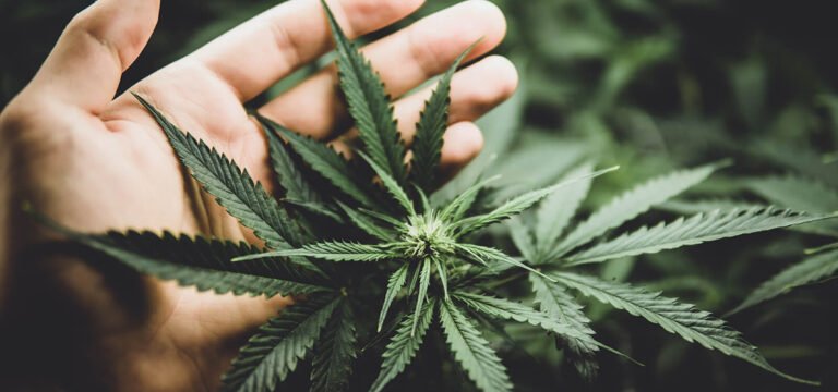 Easy steps to growing the best weeds strains