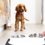 How To Prepare For The Arrival Of A New Puppy