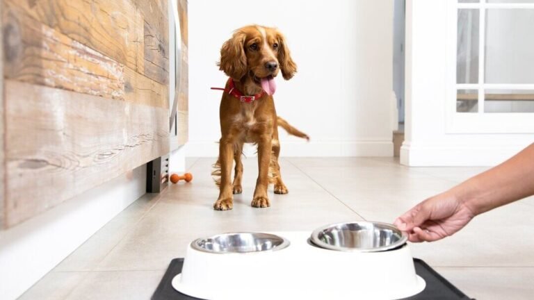 How To Prepare For The Arrival Of A New Puppy