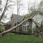 The benefits of having your trees pruned
