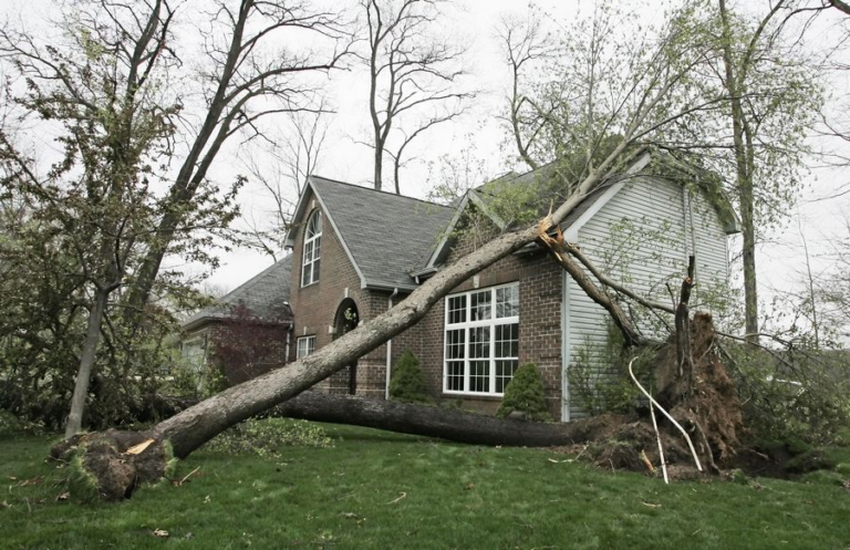 The benefits of having your trees pruned