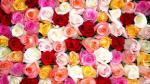 Top Fascinating Rose Facts